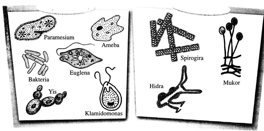 ontoh - contoh organisma unisel dan multisel organisma unisel multisel sporangium