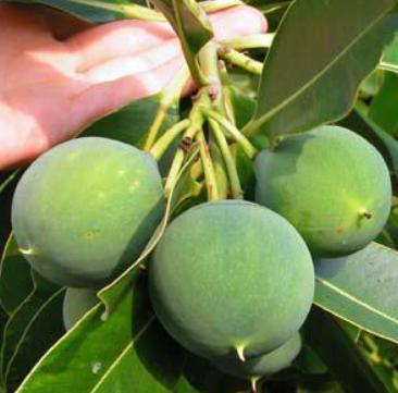 Fig-1: Tamanu fruits Fig-2: Tamanu seed s shell and kernel B. ADVANTAGES OF TAMANU OIL Calophyllum inophyllum has high survival potency in nature, still productive up to 50 years.
