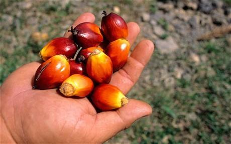 What is Palm Oil? What is palm oil Palm Oil.