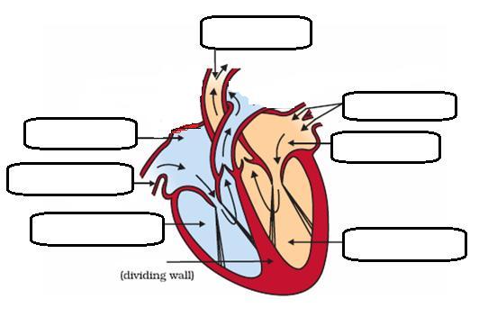 5- Label the parts of the heart, and the names of the blood vessels. Relate the blood vessels to the lungs and the organs correctly.