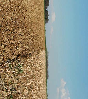 seeding of cover crops we