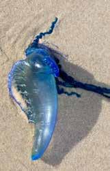 The creatures are thought to have washed ashore due to strong winds in the area. Several beaches had to be closed to avoid further trouble.