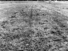 crops. In damp or fi nd stemmed crops, irregular or ragged stubble was produced when the FC300 was operated with dull knives.