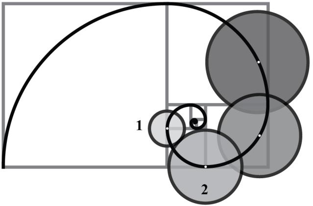 A novel approach for solving gear train optimization problem 71 The golden spiral has a large influence as it represents a natural solution and depicts natural occurrences.