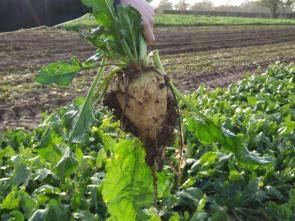 EU beet feedstock the exception to rule?