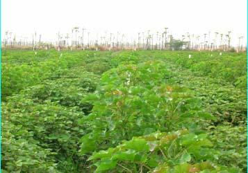 Components (2) Plant Metabolic Engineering High expression of oils in Jatropha Algal cultures Plant Tissue Culture Transesterification Pilot plant at Kakinada for feed stock validation and engine