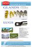 LUGS GLANDS & LUGS GLANDS A2/BW/CW. TAN TECK SENG Electric Co. (Pte) Ltd 2009/2010