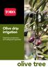 Olive drip irrigation. Optimise production and safeguard typicality. olive tree